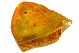 Fossil Fly (Diptera) In Baltic Amber #163536-3